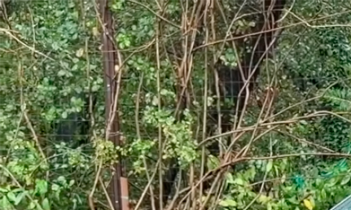 Jeep Cherokee 2026 debuta con sistema híbrido.