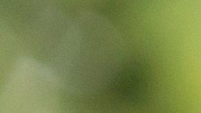 Arrendamiento, alquiler de coches, venta, compra. El concesionario da la mano al Cliente para el coche nuevo. Ventas, crédito de préstamo financiero, alquiler de vehículos, seguros, alquiler, vendedor, concesionario, cuota, negocio de cuidado de automóviles