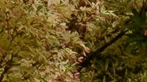 Mazda MX-5 Miata es uno de los deportivos compactos más vendidos.