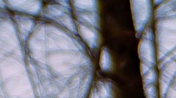 Toyota Prius es uno de los autos más vendidos de Toyota.