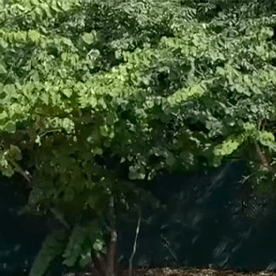 Chevrolet Trax 2026 es uno de los autos más económicos.