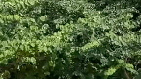 Chevrolet Trax 2026 es uno de los autos más económicos.