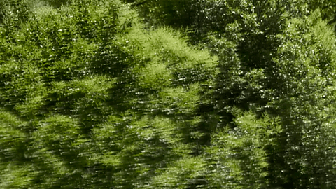 Subaru Forester es uno de los mejores SUV del mercado.