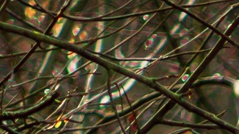 Subaru Outback blanco con unidades de caja de esquí en un camino embarrado en el bosque. Grande SUV con tracción total en una carretera rota.