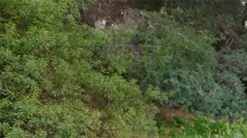 Toyota C-HR 2026 serpa vendido como nuevo eléctrico.