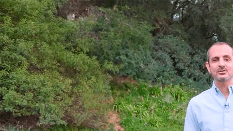 Toyota C-HR 2026 serpa vendido como nuevo eléctrico.