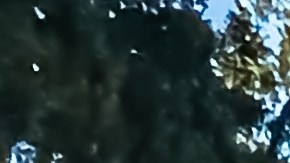 Dodge Adventurer de 1979 es una de las camionetas clásicas.