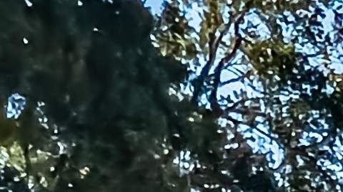 Dodge Adventurer de 1979 es una de las camionetas clásicas.