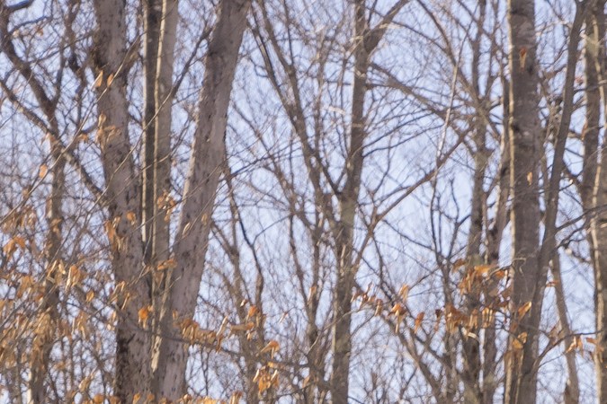 Dodge Charger R/T 2026 tiene modo nieve.