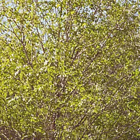 Subaru Ascent 2026 en color burdeos con familia y perro cargando maletas frente a casa familiar con portaequipajes Thule