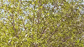 Subaru Ascent 2026 en color burdeos con familia y perro cargando maletas frente a casa familiar con portaequipajes Thule