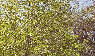 Subaru Ascent 2026 en color burdeos con familia y perro cargando maletas frente a casa familiar con portaequipajes Thule