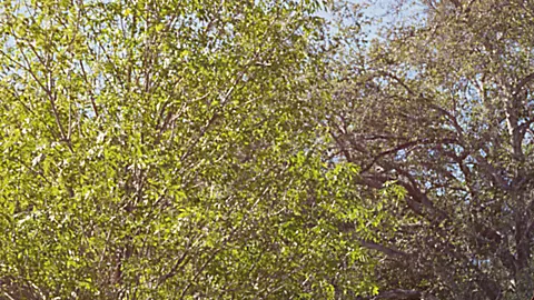 Subaru Ascent 2026 en color burdeos con familia y perro cargando maletas frente a casa familiar con portaequipajes Thule