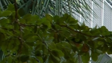 Semáforos que regulan la conducción de autos en la calle de la ciudad en Miami, Florida. Miami, EEUU