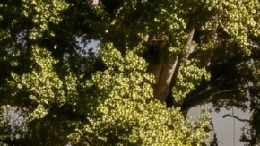 Honda eQuad Fastsport promete más entregas en menor tiempo