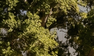 Honda eQuad Fastsport promete más entregas en menor tiempo