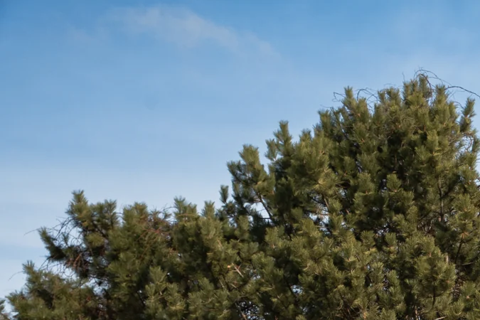 Vista trasera Ford F-150 Nitemare 2026 negra con llantas oscuras y postura baja Roush.