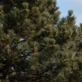 Ford F-150 Roush Nitemare 2026 negra de perfil, con llantas negras de 22 pulgadas y look agresivo.