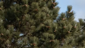 Ford F-150 Roush Nitemare 2026 negra de perfil, con llantas negras de 22 pulgadas y look agresivo.