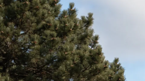 Ford F-150 Roush Nitemare 2026 negra de perfil, con llantas negras de 22 pulgadas y look agresivo.