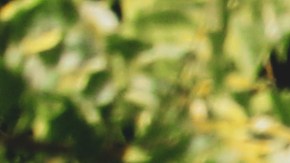 Cientos de reclamos originaron la investigación y retiro de la Ford F-150 2017.