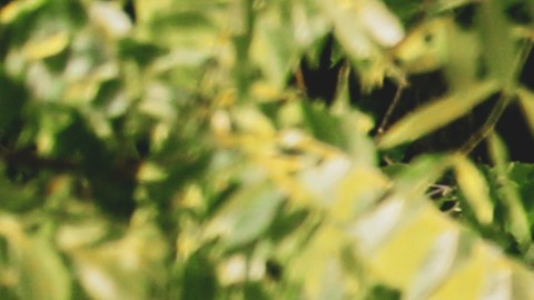 Cientos de reclamos originaron la investigación y retiro de la Ford F-150 2017.