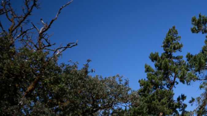 Porsche Cayenne azul en campo de flores silvestres bajo cielo azul, paisaje natural en Sueci