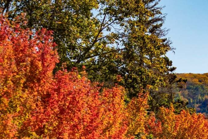 Mackinac Island en otoño, avenida arbolada con colores vibrantes, carroza de caballos y iglesia al fondo. Turismo Michigan