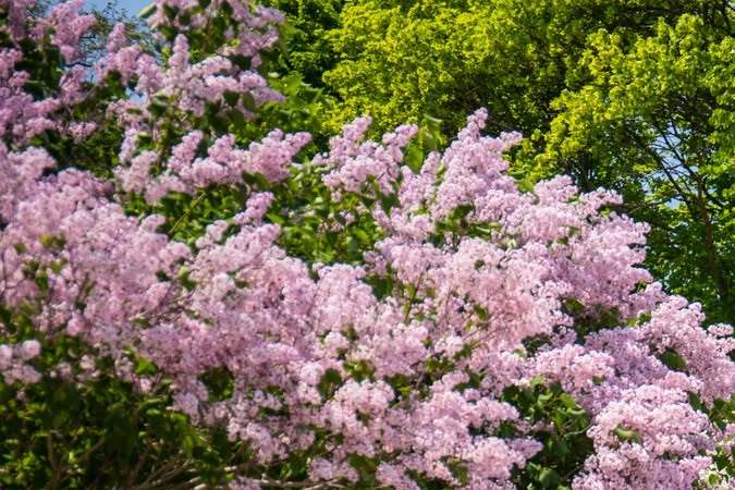 Carroza tirada por caballos en Mackinac Island Michigan, calle con lilas rosadas en flor y hermoso paisaje primaveral.