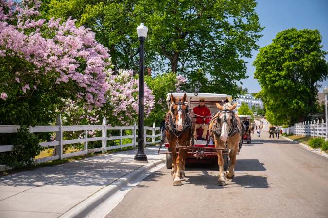 Carroza tirada por caballos en Mackinac Island Michigan, calle con lilas rosadas en flor y hermoso paisaje primaveral.