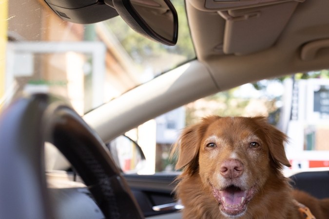 Perro sonriente feliz dentro del coche listo para las aventuras. Viajar con perro en vacaciones