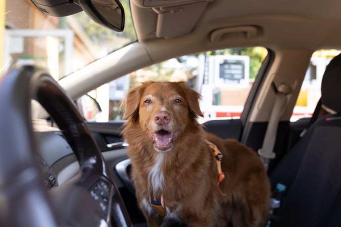 Perro sonriente feliz dentro del coche listo para las aventuras. Viajar con perro en vacaciones