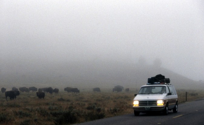 Minivan blanca con equipaje en el techo y faros encendidos en una carretera con niebla junto a bisontes.