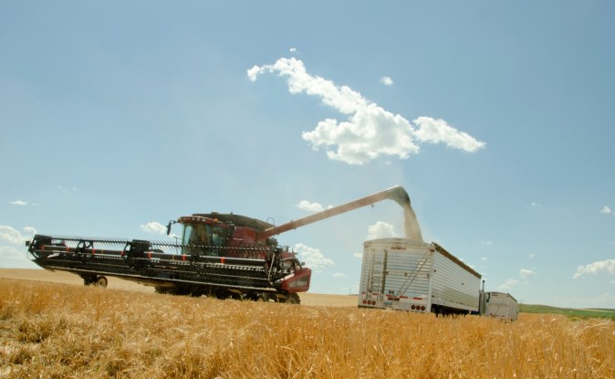 Cosechadora descargando trigo en un camión de grano en medio de un campo dorado bajo un cielo azul con nubes