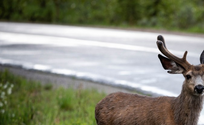 Venado bura con astas de pie en la orilla de una carretera mojada junto al pasto.