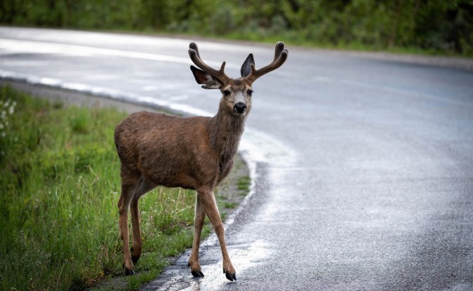 Venado bura con astas de pie en la orilla de una carretera mojada junto al pasto.