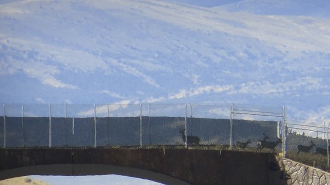 Venados cruzando un puente para fauna sobre una carretera rural con una señal amarilla de cruce de venados.